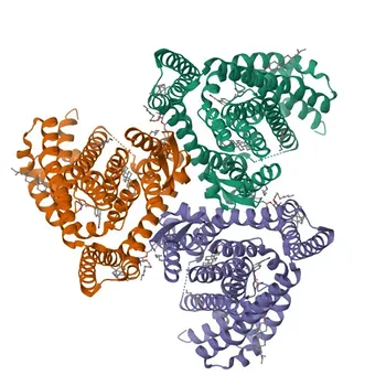 Anticuerpo monoclonal de conejo anti-EAAT2 para WB, IF-P, IHC-P, ELISA - P43004