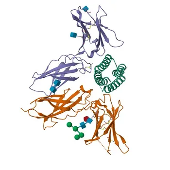 Anticorpo Monoclonal PE Coelho anti-Murino CD122/IL-2Rβ para Citometria de Fluxo - P16297