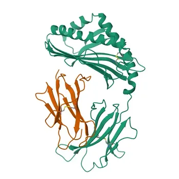 PE Rabbit anti-Mouse CD1d Monoclonal Antibody for Flow Cytometry - P11609 / P11610