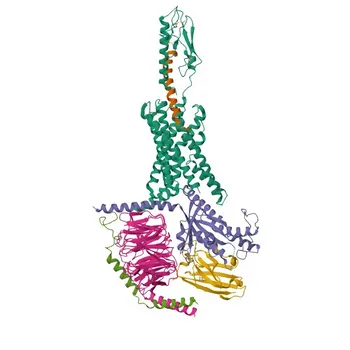 Anticorpo Monoclonal Coelho anti-Humano PTH1R () para Citometria de Fluxo - Q03431