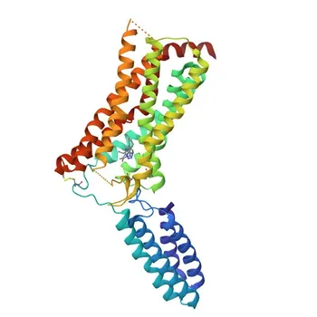 Anticorpo Monoclonal Anti-AT1R/AGTR1 para WB, ELISA - P30556