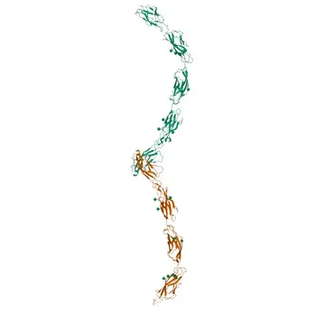 Anticuerpo monoclonal anti-E-cadherina para IHC-P, ELISA - P09803