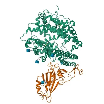 Anticorpo monoclonale anti-ACE2 di coniglio per WB, IF-P, IHC-P, ELISA - Q9BYF1