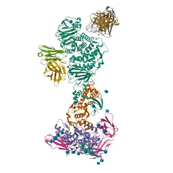 Anticuerpo monoclonal de conejo anti-Humano/Ratón PDGFRα/CD140a para FC - P16234