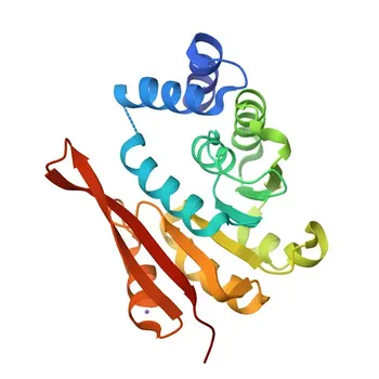 Anticorpo monoclonale di coniglio anti-COMT per WB ed ELISA - P21964