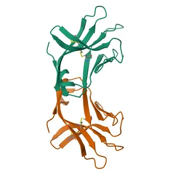 Rabbit anti-Human CD336/NK-p44 mAb for FC - O95944