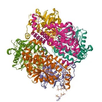 [KD Validado] Anticorpo Monoclonal Anti-ECHS1 para WB, IHC-P, IF/ICC, ELISA - P30084