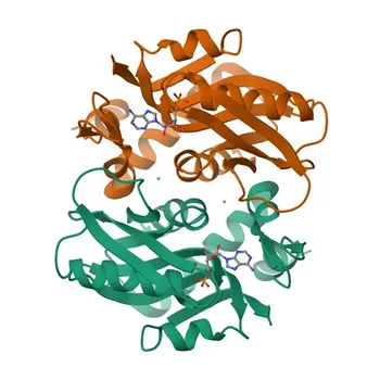 Anti-APRT Rabbit Monoclonal Antibody (KD Validated) for WB, IF/ICC, ELISA - P07741