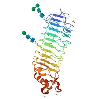 Anti-NOGO Receptor 1 (RTN4R) Monoclonal Antibody for WB, ELISA - Q9BZR6