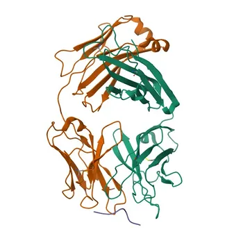 Rabbit anti-Human CD99 Monoclonal Antibody for IF/ICC and FC - P14209
