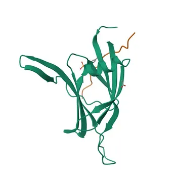 Anticorpo monoclonal de coelho Anti-PKC delta para WB, IHC-P, IF/ICC, ELISA - Q05655