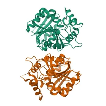 Anticorpo Monoclonal de Coelho Anti-NDRG1 para WB, IHC-P, ELISA - Q92597