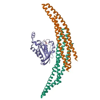 Anticorpo Monoclonal de Coelho Anti-Rac1/2/3 para WB, IHC-P, ELISA - P63000 / P15153 / P60763