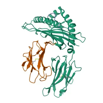 Anticorpo monoclonale Rabbit anti-Mouse H-2Kd/H-2Dd per FC - P01902 / P01900