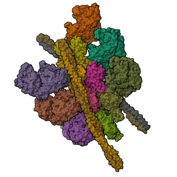 mAb de coelho MYH6/Aα-MHC - Q02566