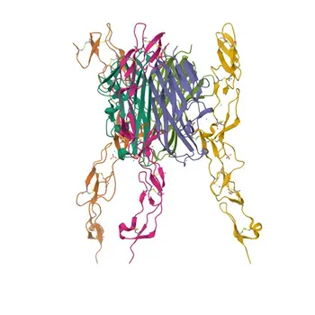 Anticorpo monoclonale coniugato coniglio anti-umano RANKL/CD254 mAb - O14788