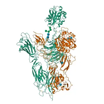Anticorpo monoclonale APC mouse anti-umano CD11c per citometria a flusso - P20702