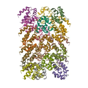 Anticorpo monoclonal de coelho anti-NLRP6 para WB, ELISA - P59044