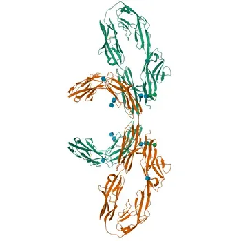 Anticorpo Monoclonal Anti-Contactina 2 para WB e ELISA - Q02246