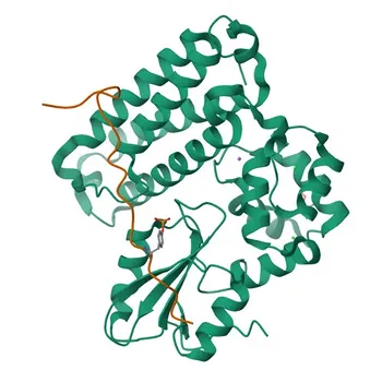 Anticorpo monoclonale Anti-Sprouty 2 per WB, IHC-P, ELISA - O43597