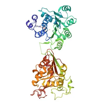 DDX1 Rabbit mAb per WB, IHC-P, IP, ELISA - Q92499