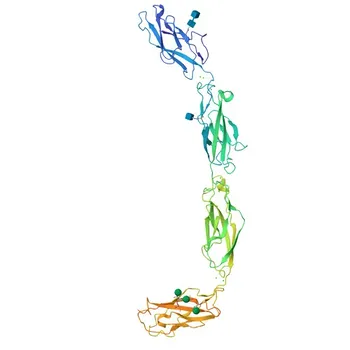 Rabbit anti-Human Desmoglein 3/PVA Monoclonal Antibody for Flow Cytometry - P32926