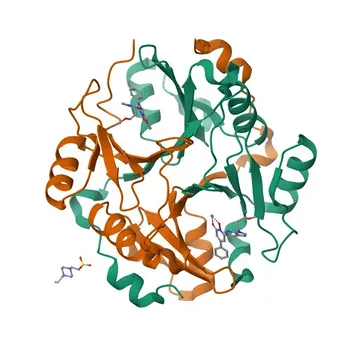 Anticuerpo monoclonal anti-GLO1 para WB, ELISA - Q04760