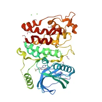 Anti-SRPK1 Monoclonal Antibody for WB, IHC-P, ELISA - Q96SB4