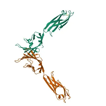 Anticorpo Monoclonal Anti-CD352/SLAMF6 para FC - Q96DU3