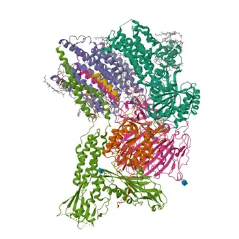 Conejo anti-Humano ULBP2 Anticuerpo Monoclonal para FC - Q9BZM5