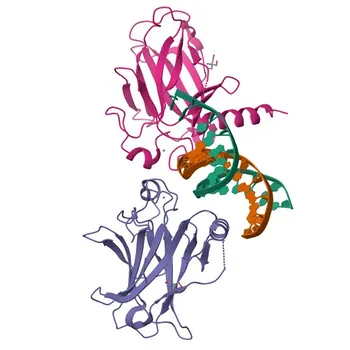 Anticorpo Monoclonal de Coelho Anti-p53 (Validado por KO) para WB, IHC-P, IF/ICC - P02340