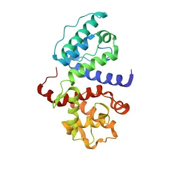 Anticorpo Monoclonal Anti-α-Actinina para WB, IHC-P, ELISA - P12814