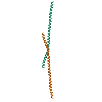 Anticorpo monoclonale coniglio STIM1 per WB, ELISA - Q13586