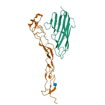 Anti-4-1BBL/CD137L Rabbit Monoclonal Antibody for WB, ELISA - P41273