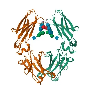 Coelho Anti-Humano IgG2 (Fc) Anticorpo Monoclonal para WB, ELISA - P01859