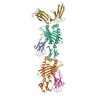 Anticorpo Monoclonal Anti-Humano CD158a/KIR2DL1 () para Citometria de Fluxo - P43626
