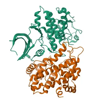 Anticorpo Policlonado de Coelho Phospho-Cyclina E1-T395 para WB, IF/ICC, ELISA - P24864