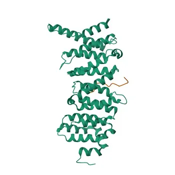 Anticorpo monoclonal anti-KIF4A para WB - O95239