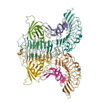 Anticorpo monoclonale APC Anti-LGR5 per Citofluorimetria - O75473