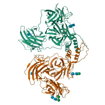 Anticuerpo monoclonal de conejo anti-DBH para WB, IP, IF, IHC-P, ELISA - P09172