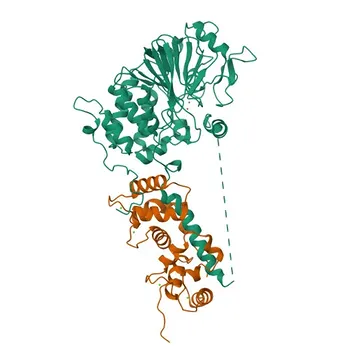 Anticorpo Monoclonal de Coelho Anti-Calcineurina A para WB, ELISA - Q08209