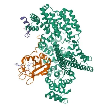 Anticuerpo monoclonal anti-PGC1 beta para WB y ELISA - Q86YN6