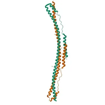 Моноклональное антитело Anti-TRIM25 для WB, IHC-P, IF/ICC, IP, ELISA — Q14258
