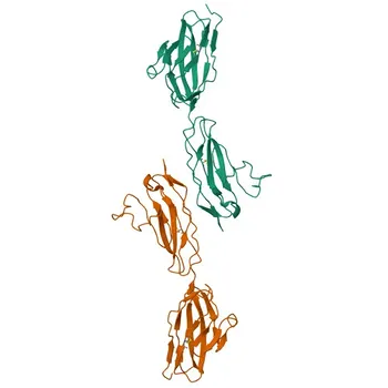Anticorpo monoclonal de coelho anti-JAM-A/CD321/F11R humano conjugado com para citometria de fluxo - Q9Y624