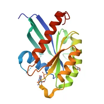 Anticorpo Monoclonal Anti-RAB4A para WB - P20338
