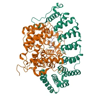 Anti-FNTB Monoclonal Antibody for WB, IHC-P, ELISA - P49356
