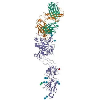 Anticorpo Monoclonal de Coelho ADAMTS13 para WB, IF-P, ELISA - Q76LX8