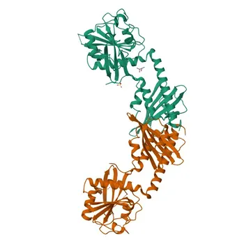 Anticorpo Monoclonal de Coelho Anti-Rap1GAP para WB, IF/ICC, ELISA - P47736