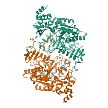 Anticuerpo monoclonal de conejo anti-UAP1 para WB, IF/ICC, ELISA - Q16222
