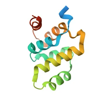 Anticuerpo monoclonal de conejo Anti-RAIDD/CRADD para WB, ELISA - P78560